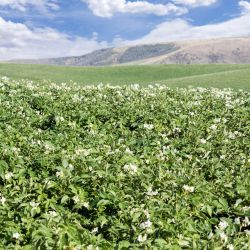 An Idaho field full of blossoming potato plants