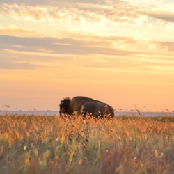 A bison roams an Oklahoma prairie at sunset