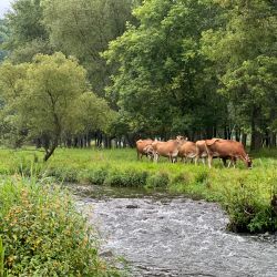 A herd of cows graze along a Wisconsin trout stream